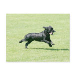 English Springer Spaniel postcards