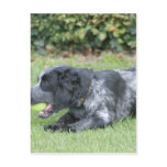 English Springer Spaniel postcards