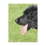 English Springer Spaniel postcards