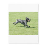 English Springer Spaniel postcards