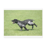 English Springer Spaniel postcards