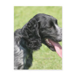 English Springer Spaniel postcards