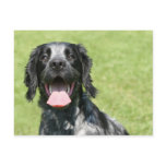 English Springer Spaniel postcards