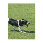 English Springer Spaniel postcards