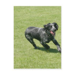 English Springer Spaniel postcards