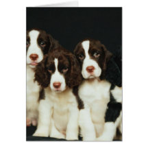 English Springer Spaniel Puppies (2) Greeting Cards