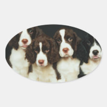English Springer Spaniel Puppies (2) Oval Sticker