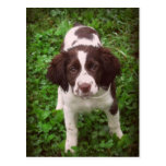 English Springer Spaniel Puppy Card Post Card