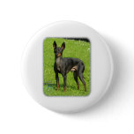 English Toy Terrier 9R78D-77 buttons