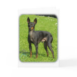 English Toy Terrier 9R78D-77 cards