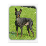 English Toy Terrier 9R78D-77 postcards