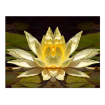 Enhanced Lotus1 Post Cards