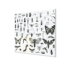 Entomology Canvas Prints