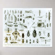 Entomology Insects Posters