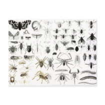 Entomology, Myriapoda and Arachnida Post Card
