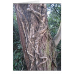 Entwined cards
