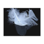Entwined feathers are symbolic of mysticism postcards