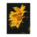 Entwined sunflowers postcards