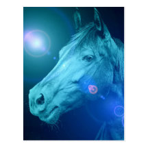 Equine Designs Postcard