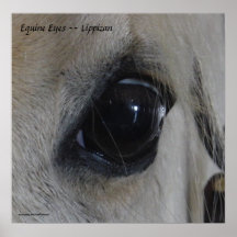 Equine Eyes -- Lippizan Print