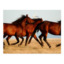 equinus - wild horses post cards