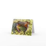 Eriphia verrucosa cards