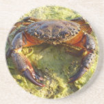 Eriphia verrucosa coasters