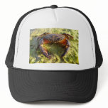 Eriphia verrucosa hats