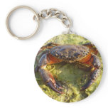 Eriphia verrucosa keychains
