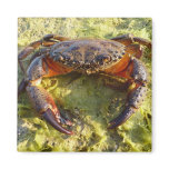 Eriphia verrucosa magnets
