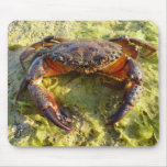 Eriphia verrucosa mousepads