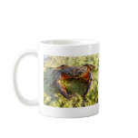Eriphia verrucosa mugs