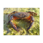 Eriphia verrucosa postcards