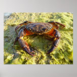 Eriphia verrucosa posters