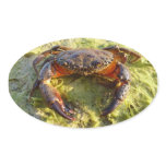 Eriphia verrucosa stickers