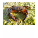 Eriphia verrucosa t-shirts