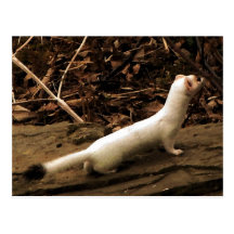 Ermine Post Cards