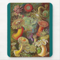 Ernst Haeckel - Actiniae Anemones Mouse Pad