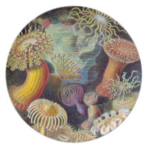Ernst Haeckel - Actiniae Dinner Plate