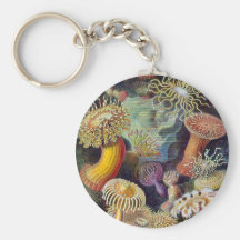 Ernst Haeckel - Actiniae Key Chain