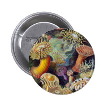 Ernst Haeckel - Actiniae Pins