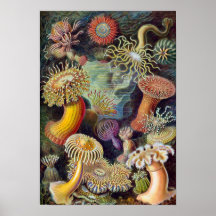 Ernst Haeckel - Actiniae Print