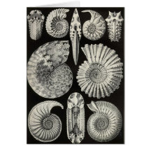 Ernst Haeckel - Ammonitida Card