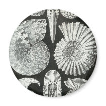 Ernst Haeckel - Ammonitida Refrigerator Magnets