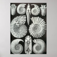 Ernst Haeckel - Ammonitida Posters
