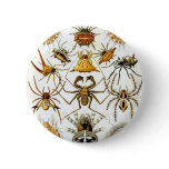 Ernst Haeckel - Arachnida Pins