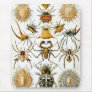Ernst Haeckel - Arachnida Mousepads