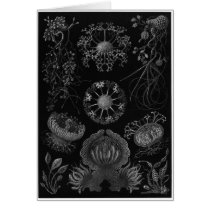 Ernst Haeckel Art Card: Ascomycetes
