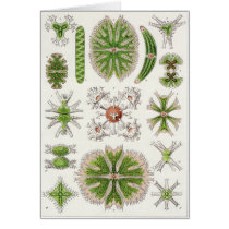 Ernst Haeckel Art Card: Desmidiea