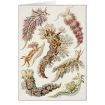 Ernst Haeckel Art Card: Nudibranchia
